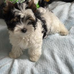 Braveheart - Black tan and white male Biewer Terrier puppy in Crossville, Tennessee from Little Bear Creek Biewers
