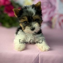 Kit - Black tan and white female Biewer Terrier puppy in Lathrop, California from Forever Charmed