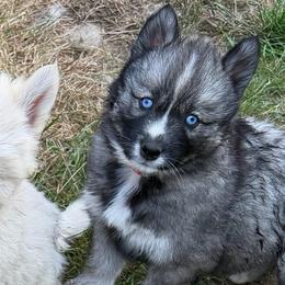 Girl 3 - Agouti and white female Siberian Husky puppy in Everett, Washington from Addison Grove Huskies