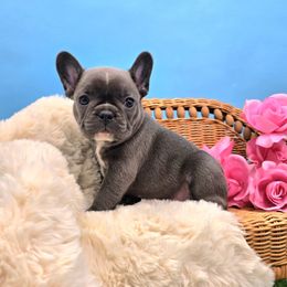 Khromium - Blue female French Bulldog puppy in Wisconsin from Shameless Bulldogs LLC