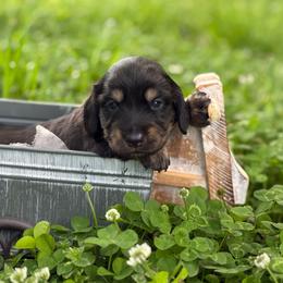 Zelda's Black - Black and cream male Dachshund puppy in Nashville, Arkansas from Whisenhunt Farms