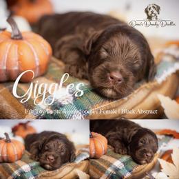 Giggles - Brown and white male Aussiedoodle puppy in Roebuck, South Carolina from Dani's Dandy Doodles