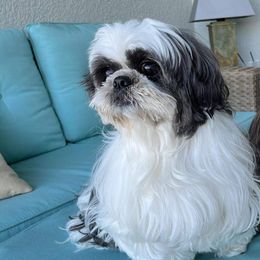 Shih Tzu All Grown Up from Tennessee's Treasured Shih Tzus