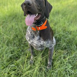 Sadie - German Shorthaired Pointer
