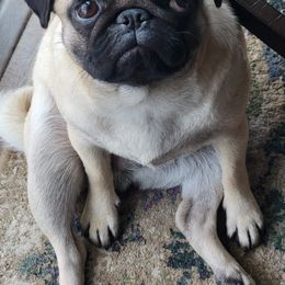 Pugs from Sweet Potato Pugs