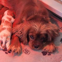 Daisy - Cavalier King Charles Spaniel