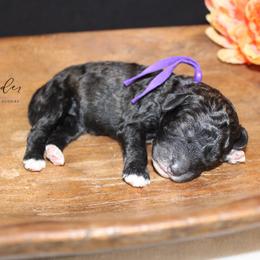 Mimosa - Black and tan female Cockapoo puppy in Mancelona, Michigan from Lavender poodles & doodles