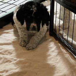 Australian Cattle Dog and Poodle Puppies from Hernwood Heelers & Poodles