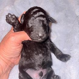 Hades - Black male Poodle puppy in Meadowbrook, California from Standard Poodle Pups
