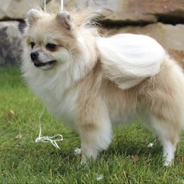 Chloe - Pomeranian
