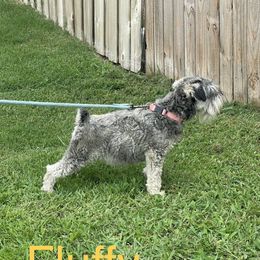 Fluffy - Miniature Schnauzer