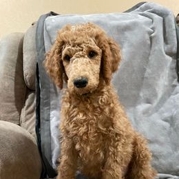 Abraham AKC - Red  male Poodle puppy in Harrisburg, Arkansas from Ransone’s Ridge Runners Poodles and Doodles
