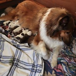 Collies from Howell’s Golden Collies
