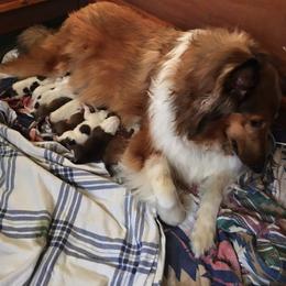 Collies from Howell’s Golden Collies