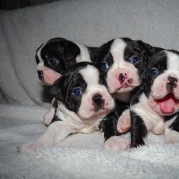 Boston Terrier Puppies from Boston's Boston Terriers AKC