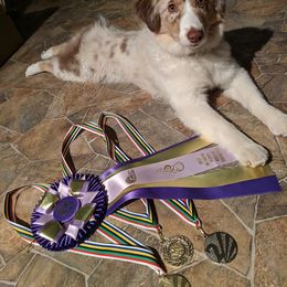 Miniature American Shepherd Puppies from Birchview Miniature American Shepherds