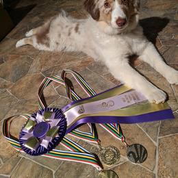 Miniature American Shepherd Puppies from Birchview Miniature American Shepherds