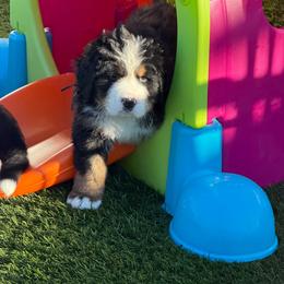 Bell - Black rust and white female Bernese Mountain Dog puppy in Draper, Utah from Breaking Trail Berners