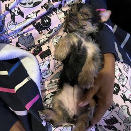 Yorkshire Terrier Puppies from Bragg’s Yorkies