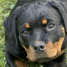 Rottweilers from Ketelhaus Rottweilers