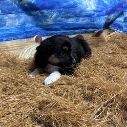 Emma- one blue eye - Black tri female Miniature Australian Shepherd puppy in Signal Mountain, Tennessee from D & D Miniature and Toy Australian Sheppards