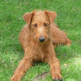 Zoe - Irish Terrier