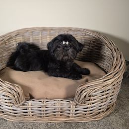 Ben AKC Exceptional Pedigree - Black white and silver male Shih Tzu puppy in Kings Mountain, North Carolina from Britany's Shih Tzus