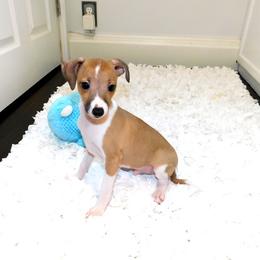Nate' Male 1 - Red male Italian Greyhound puppy in Sparta Tn And Caryville Fl, Tennessee from Summerwind Kennel