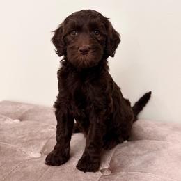 Sidney - Chocolate female Goldendoodle puppy in Allen, Texas from Calena’s Doodles