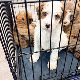 Boy 2 - Brown and white male Bernedoodle puppy in Brookville, Pennsylvania from Woodland Mountain Doodles