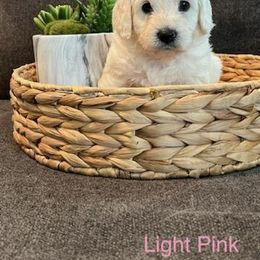 Goldendoodle Puppies from Pacific Goldendoodle, LLC