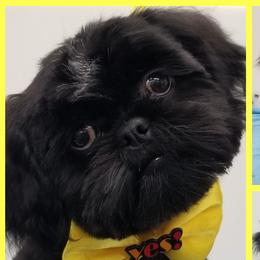Shih Tzu All Grown Up from Hjo’s Pupdates