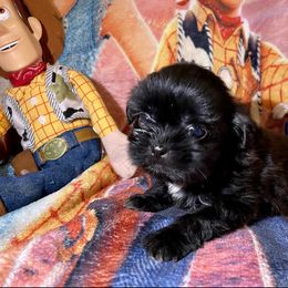 Pomeranian and Shih Tzu Puppies from Laik’s Little Shihtz & Poms