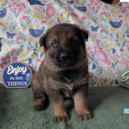 Aqua - Sable female German Shepherd puppy in Motley, Minnesota from Von Thomson Haus