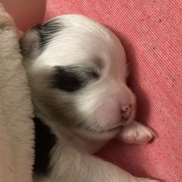 Pomeranian Puppies from Yates Pomeranians