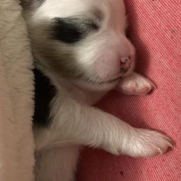 Pomeranian Puppies from Yates Pomeranians