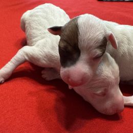 Tia - White female Italian Greyhound puppy in Huntsville, Ohio from WAHLTOWAHLIGGYS