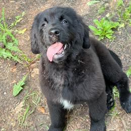 Miss Purple OFA - Black female Newfoundland puppy in Falmouth, Michigan from Dyer Lake Newfoundland’s