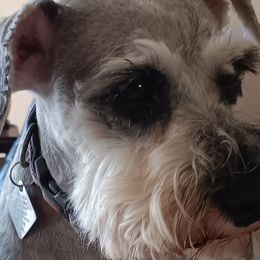Beth - Miniature Schnauzer