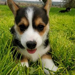 Pembroke Welsh Corgi Puppies from Desert Sage Corgis