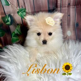Lisbon - Cream female Pomeranian puppy in Los Angeles, Santa Clarita, California from LT_Poms