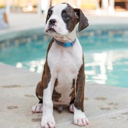 Paul Revere (Revere) - Brindle male Boxer puppy in Georgia from Stephanie’s Boxers