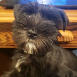 Miniature Schnauzers from Napier Hill Kennels