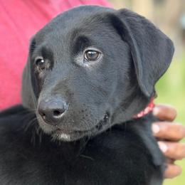 Duke - Black male Labrador Retriever puppy in Archer Lodge, North Carolina from Archer Lodge Labradors