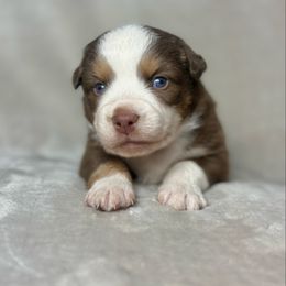 Jeremiah - Red tri male Miniature Australian Shepherd puppy in Bedias, Texas from JSK Aussie and Cavaliers