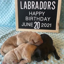 Labrador Retriever Puppies from Blackbird Labradors