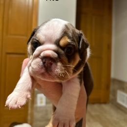 Bulldog and French Bulldog Puppies from Spot On