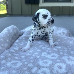 Dalmatian Puppies from Cowart’s Dalmatians