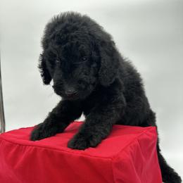 Comet - Black male Goldendoodle puppy in Westminster, South Carolina from Goldendoodlepuppiessc