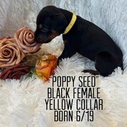 Poppy seed - Black and rust female Doberman Pinscher puppy in Wellington, Ohio from Jessie (TDD, llc)